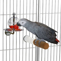 african gray toys