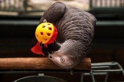 african grey parrot accessories