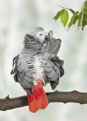 Parrot Anatomy - The world of African Greys